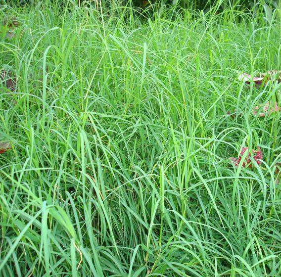 長沙東日?qǐng)@林工程有限公司,長沙園林綠化工程,長沙綠化養(yǎng)護(hù)管理